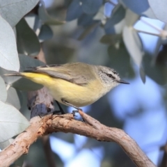 Acanthiza chrysorrhoa (Yellow-rumped Thornbill) at Higgins, ACT - 23 Jul 2020 by Alison Milton