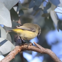 Acanthiza chrysorrhoa at Higgins, ACT - 23 Jul 2020