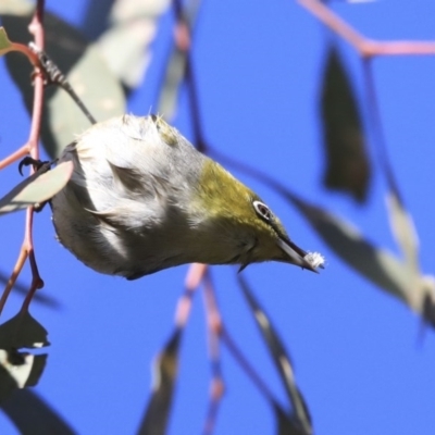 Zosterops lateralis (Silvereye) at Higgins, ACT - 23 Jul 2020 by Alison Milton