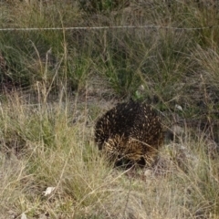 Tachyglossus aculeatus (Short-beaked Echidna) at Chapman, ACT - 21 Jul 2020 by Mike