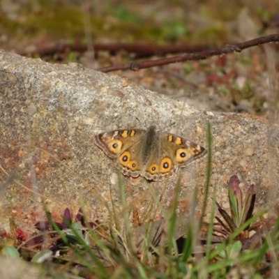 Junonia villida (Meadow Argus) at Stromlo, ACT - 21 Jul 2020 by Mike