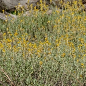 Chrysocephalum apiculatum at Stromlo, ACT - 21 Jul 2020