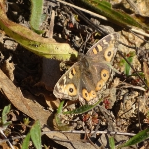 Junonia villida at Stromlo, ACT - 21 Jul 2020 03:11 PM