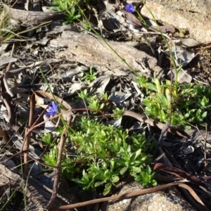 Wahlenbergia multicaulis at Stromlo, ACT - 21 Jul 2020 03:16 PM