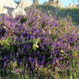 Hardenbergia violacea at Chapman, ACT - 21 Jul 2020