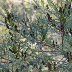 Indigofera adesmiifolia (Tick Indigo) at Chapman, ACT - 21 Jul 2020 by Mike