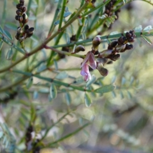 Indigofera adesmiifolia at Chapman, ACT - 21 Jul 2020