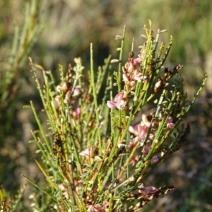 Indigofera adesmiifolia at Chapman, ACT - 21 Jul 2020