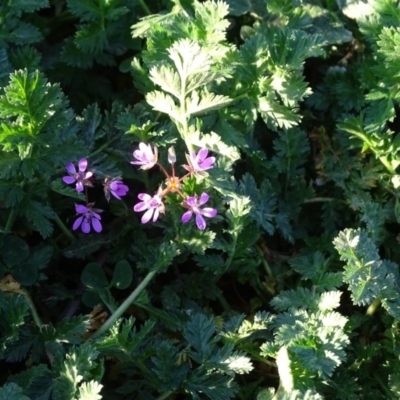 Erodium cicutarium (Common Storksbill, Common Crowfoot) at Chapman, ACT - 21 Jul 2020 by Mike