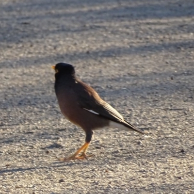 Acridotheres tristis (Common Myna) at Cooleman Ridge - 21 Jul 2020 by Mike