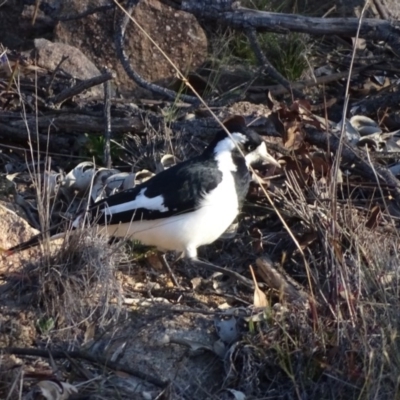 Grallina cyanoleuca (Magpie-lark) at Cooleman Ridge - 21 Jul 2020 by Mike