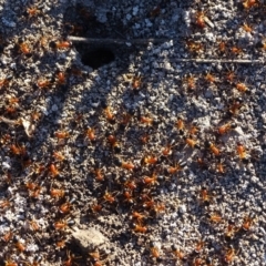 Camponotus consobrinus (Banded sugar ant) at Jerrabomberra, ACT - 23 Jul 2020 by Mike