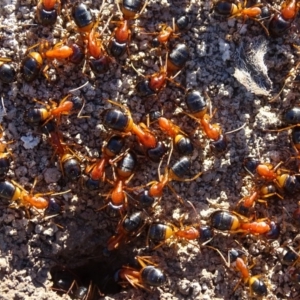 Camponotus consobrinus at Jerrabomberra, ACT - 23 Jul 2020