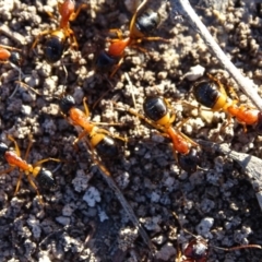 Camponotus consobrinus at Jerrabomberra, ACT - 23 Jul 2020