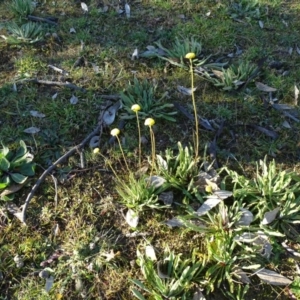 Craspedia variabilis at O'Malley, ACT - suppressed