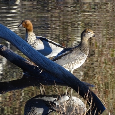 Chenonetta jubata (Australian Wood Duck) at O'Malley, ACT - 23 Jul 2020 by Mike