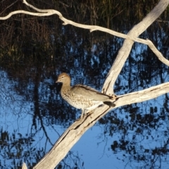 Chenonetta jubata at O'Malley, ACT - 23 Jul 2020 04:18 PM