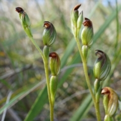 Speculantha rubescens (Blushing Tiny Greenhood) at Canberra Central, ACT - 11 Apr 2014 by AaronClausen