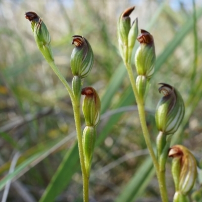 Speculantha rubescens (Blushing Tiny Greenhood) at Canberra Central, ACT - 11 Apr 2014 by AaronClausen