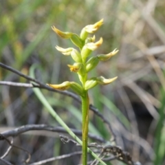 Corunastylis cornuta (Horned Midge Orchid) at Canberra Central, ACT - 11 Apr 2014 by AaronClausen