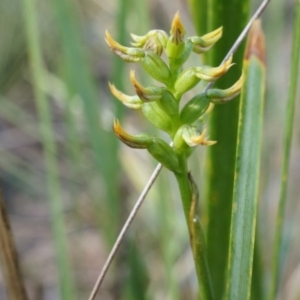 Corunastylis cornuta at Canberra Central, ACT - suppressed