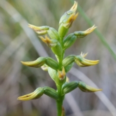 Corunastylis cornuta at Canberra Central, ACT - suppressed