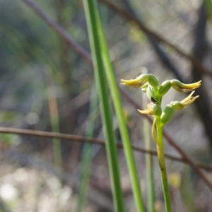 Corunastylis cornuta at Canberra Central, ACT - suppressed