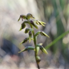 Corunastylis clivicola (Rufous midge orchid) at Canberra Central, ACT - 11 Apr 2014 by AaronClausen