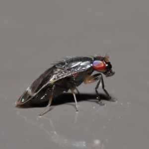 Depressa sp. (genus) at Acton, ACT - 21 Jul 2020 12:28 PM