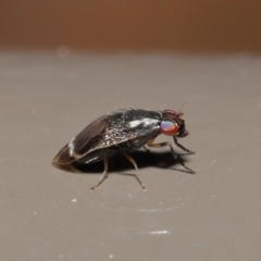 Depressa sp. (genus) at Acton, ACT - 21 Jul 2020 12:28 PM
