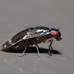 Depressa sp. (genus) at Acton, ACT - 21 Jul 2020 12:28 PM