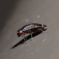 Depressa sp. (genus) at Acton, ACT - 21 Jul 2020 12:28 PM