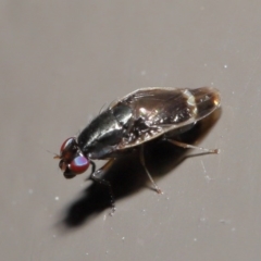 Depressa sp. (genus) at Acton, ACT - 21 Jul 2020 12:28 PM