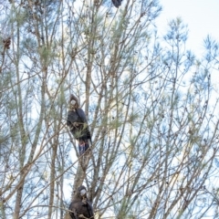 Calyptorhynchus lathami (Glossy Black-Cockatoo) at Wingello, NSW - 22 Jul 2020 by Aussiegall