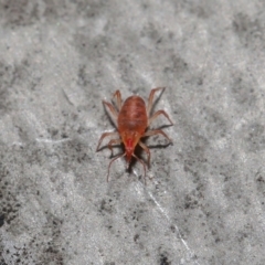 Bdellidae sp. (family) (Unidentified Snout Mite) at ANBG - 19 Jul 2020 by TimL