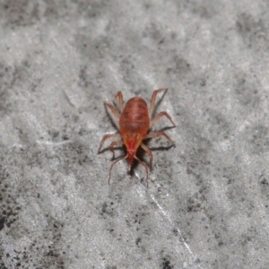 Bdellidae sp. (family) at Hackett, ACT - 19 Jul 2020 11:25 AM