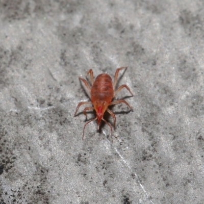Bdellidae sp. (family) (Unidentified Snout Mite) at ANBG - 19 Jul 2020 by TimL