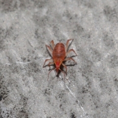Bdellidae sp. (family) (Unidentified Snout Mite) at Hackett, ACT - 19 Jul 2020 by TimL