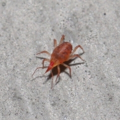 Bdellidae sp. (family) at Hackett, ACT - 19 Jul 2020 11:25 AM