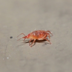 Bdellidae sp. (family) at Hackett, ACT - 19 Jul 2020 11:25 AM