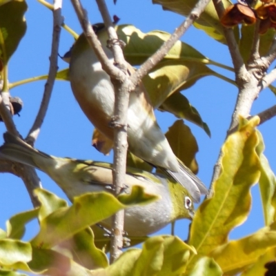 Zosterops lateralis (Silvereye) at Bega, NSW - 21 Jul 2020 by MatthewHiggins