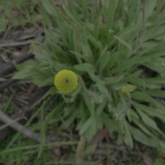 Craspedia variabilis at Googong, NSW - 23 Jul 2020