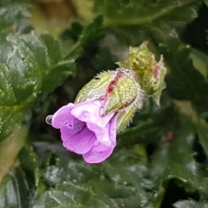 Erodium botrys at Holt, ACT - 24 Jul 2020