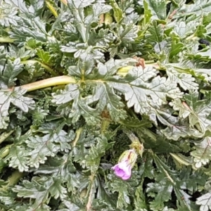 Erodium botrys at Holt, ACT - 24 Jul 2020