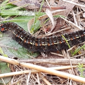 Apina callisto at Higgins, ACT - 24 Jul 2020