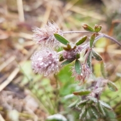 Trifolium arvense var. arvense (Haresfoot Clover) at Holt, ACT - 24 Jul 2020 by tpreston