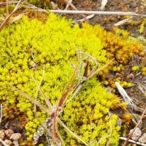 Pottiaceae (family) at Holt, ACT - 24 Jul 2020