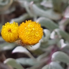 Chrysocephalum apiculatum (Common Everlasting) at Higgins, ACT - 24 Jul 2020 by tpreston