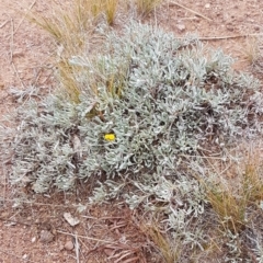 Chrysocephalum apiculatum at Higgins, ACT - 24 Jul 2020 10:59 AM