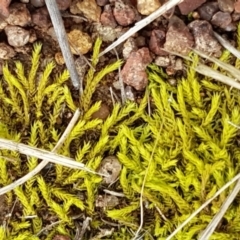 Triquetrella (A trailing moss) at Higgins, ACT - 24 Jul 2020 by tpreston